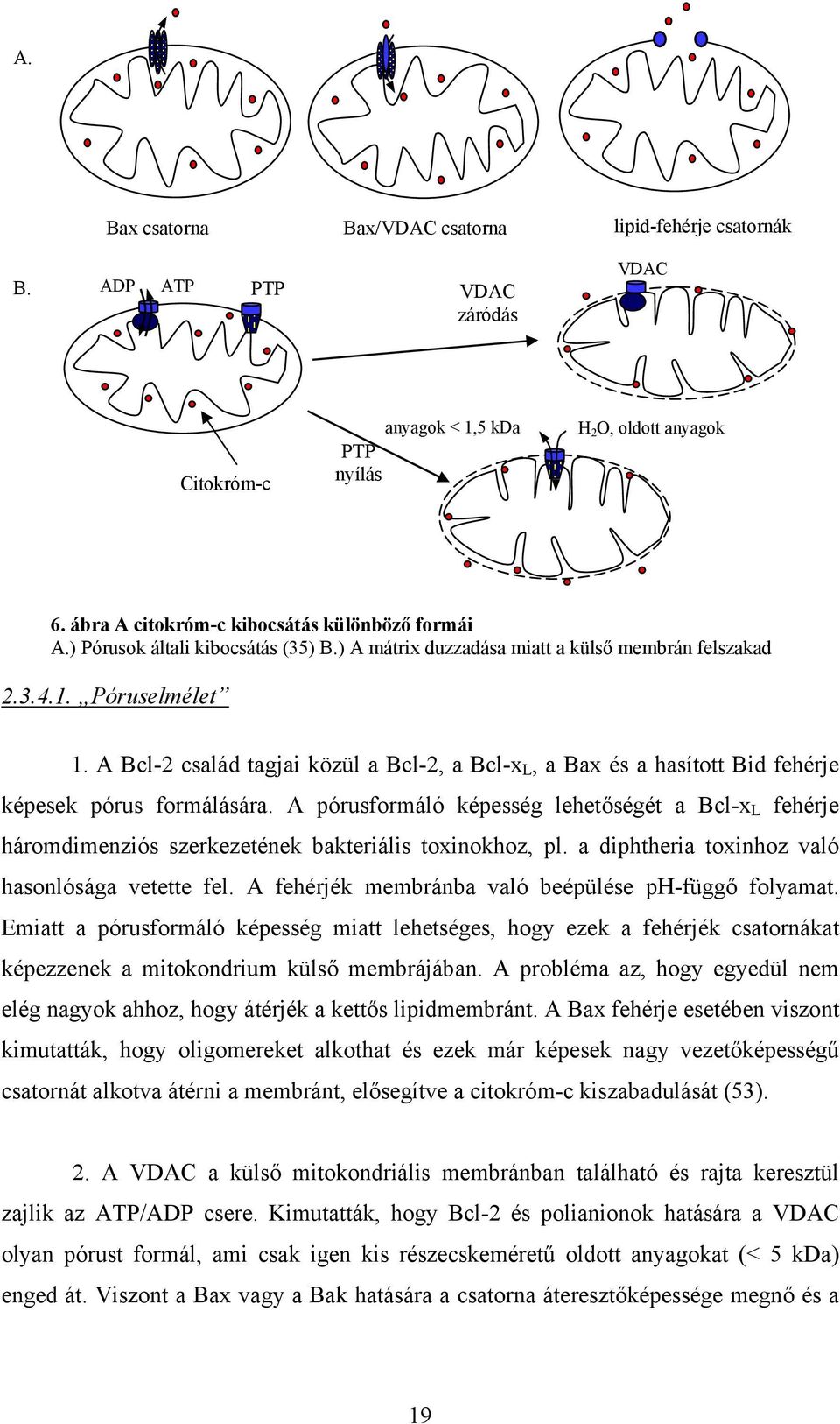 A Bcl-2 család tagjai közül a Bcl-2, a Bcl-x L, a Bax és a hasított Bid fehérje képesek pórus formálására.