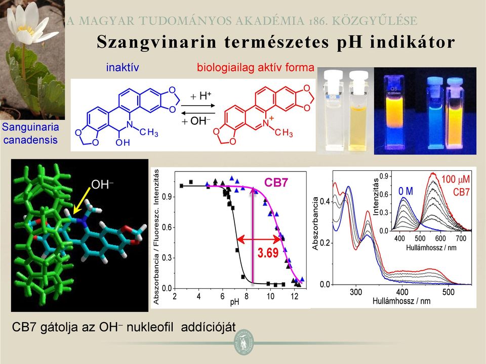 aktív forma Sanguinaria canadensis + H + + H + H 0.9 CB7 0.4 0.6 Intenzitás0.9 0.