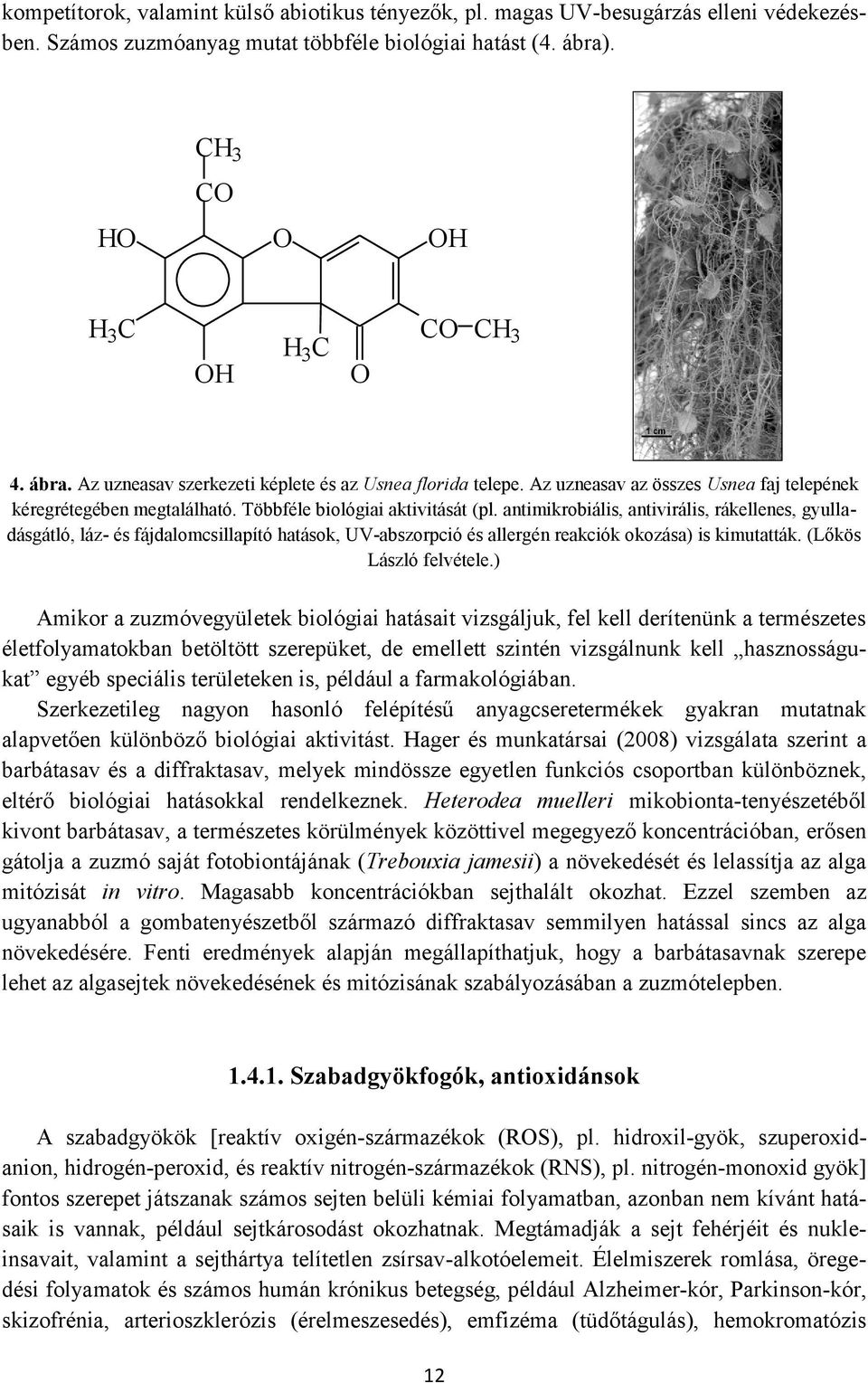 antimikrobiális, antivirális, rákellenes, gyulladásgátló, láz- és fájdalomcsillapító hatások, UV-abszorpció és allergén reakciók okozása) is kimutatták. (Lőkös László felvétele.