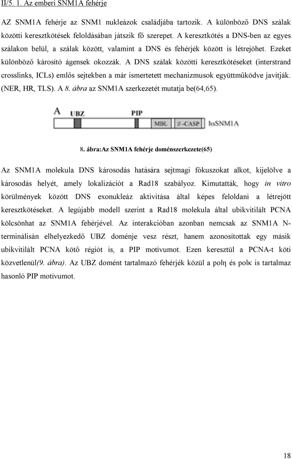 A DNS szálak közötti keresztkötéseket (interstrand crosslinks, ICLs) emlős sejtekben a már ismertetett mechanizmusok együttműködve javítják. (NER, HR, TLS). A 8.