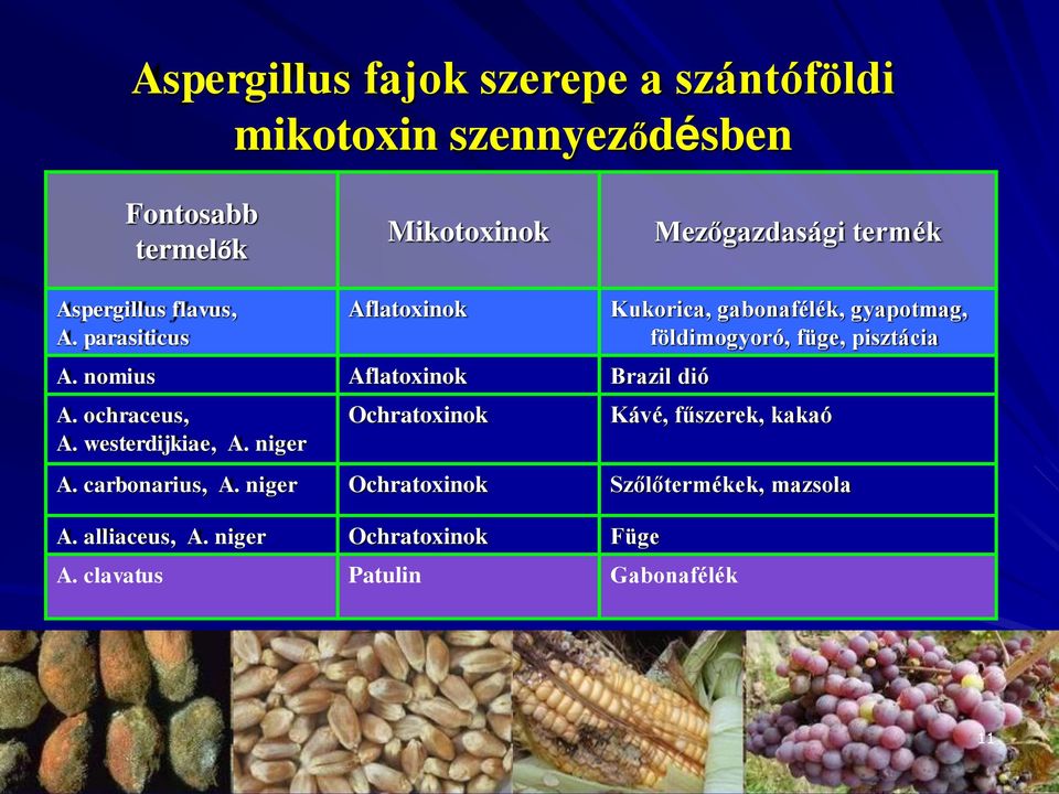 niger Ochratoxinok Kukorica, gabonafélék, gyapotmag, földimogyoró, füge, pisztácia Kávé, fűszerek, kakaó A.