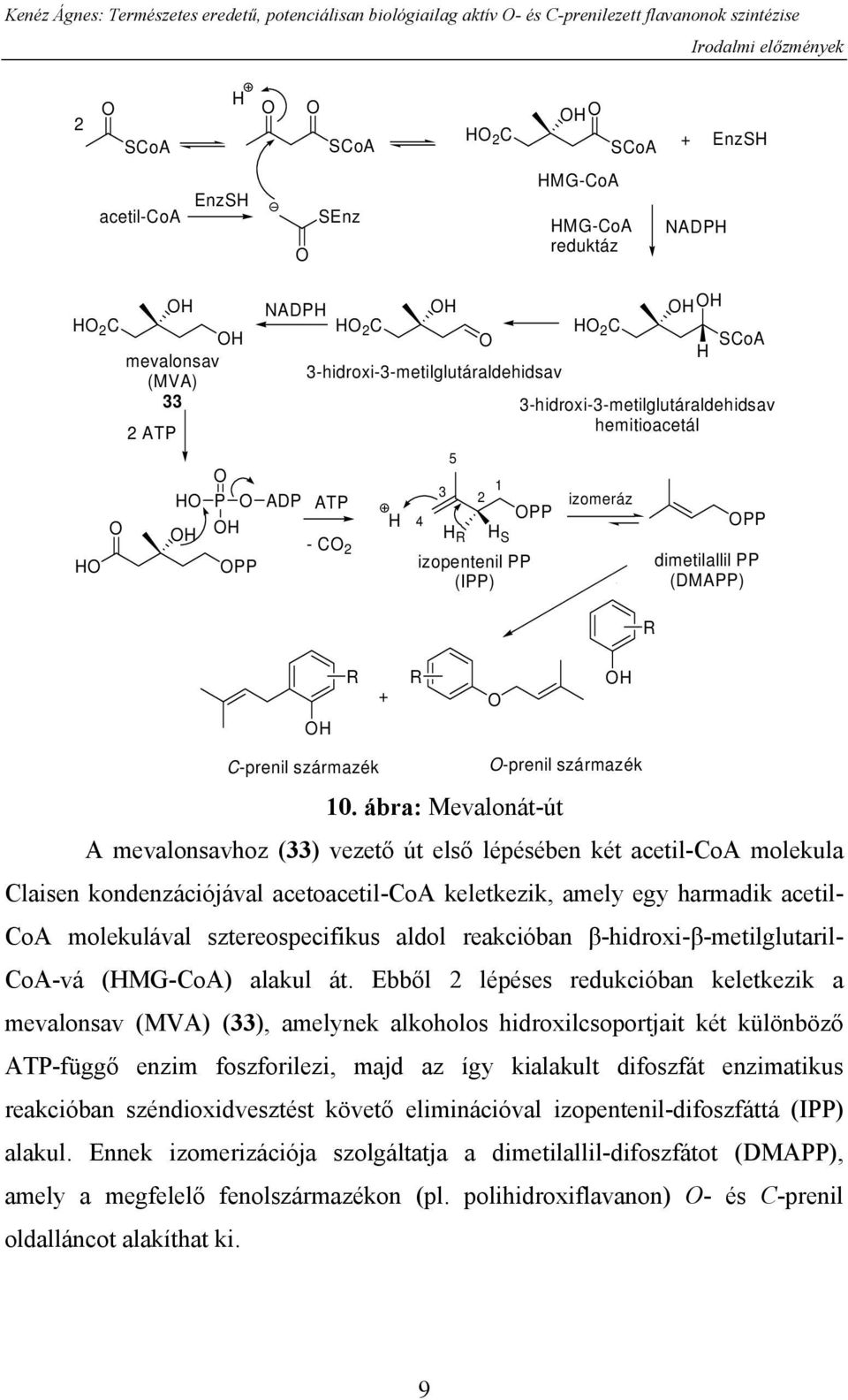 H SCoA 3-hidroxi-3-metilglutáraldehidsav hemitioacetál PP dimetilallil PP (DMAPP) H R + R H C-prenil származék -prenil származék 10.