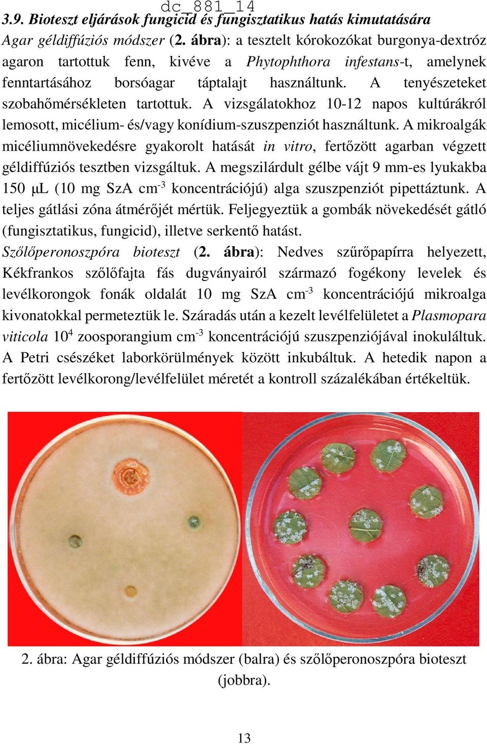 A tenyészeteket szobahőmérsékleten tartottuk. A vizsgálatokhoz 10-12 napos kultúrákról lemosott, micélium- és/vagy konídium-szuszpenziót használtunk.