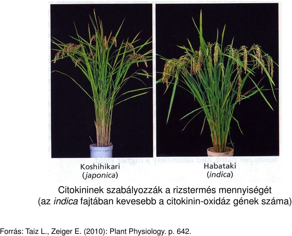 citokinin-oxidáz gének száma) Forrás: Taiz