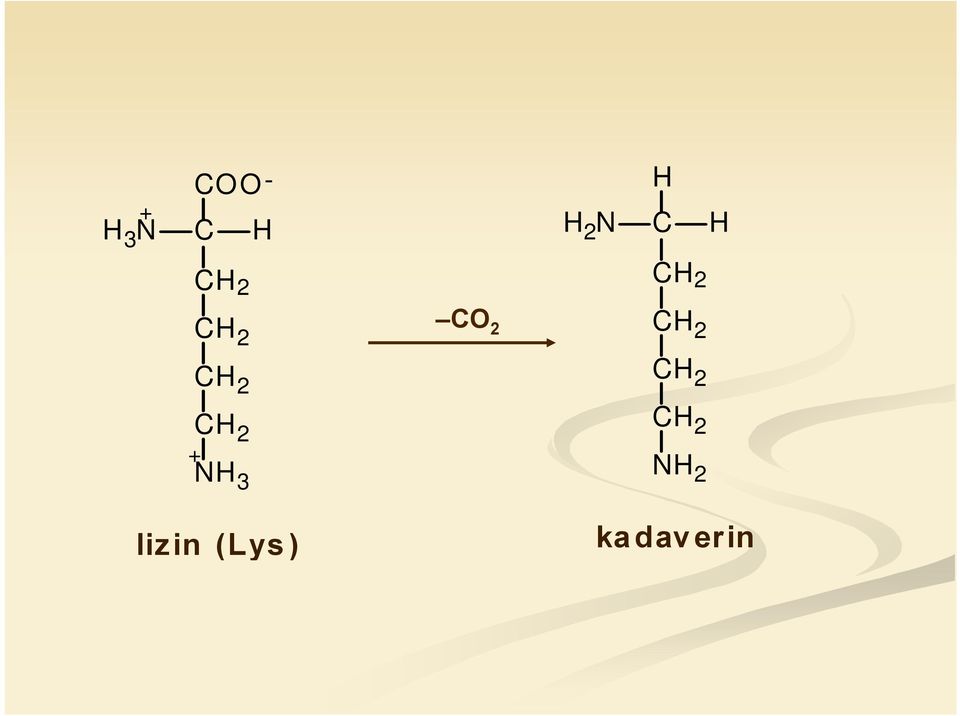 2 C H 2 + N H 3 lizin