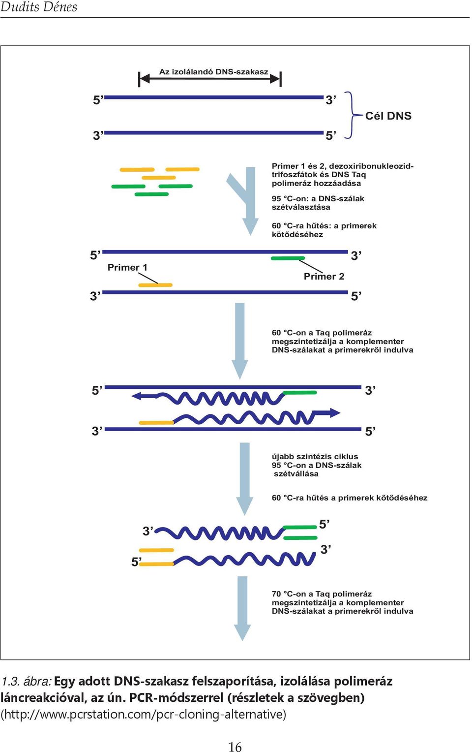 szintézis ciklus 95 C-on a DNS-szálak szétvállása 60 C-ra hűtés a primerek kőtődéséhez 5 3 5 3 70 C-on a Taq polimeráz megszintetizálja a komplementer DNS-szálakat a primerekről