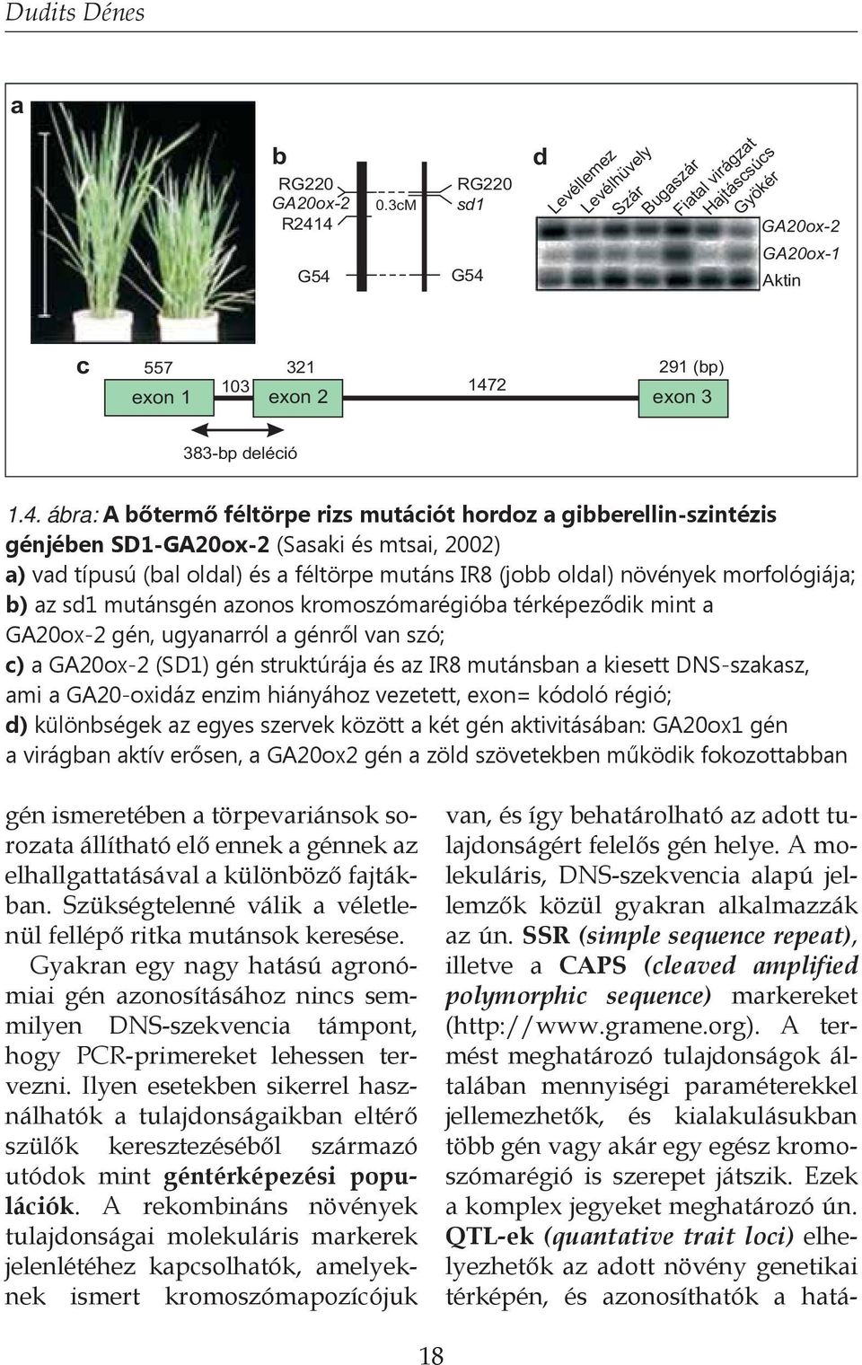 d Levéllemez Levélhüvely Szár Bugaszár Fiatal virágzat Hajtáscsúcs Gyökér GA20ox-2 GA20ox-1 Aktin c 557 321 291 (bp) exon 1 103 exon 2 147