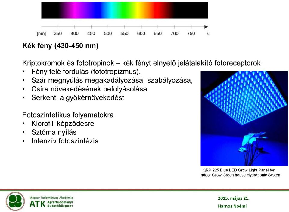 befolyásolása Serkenti a gyökérnövekedést Fotoszintetikus folyamatokra Klorofill képződésre Sztóma