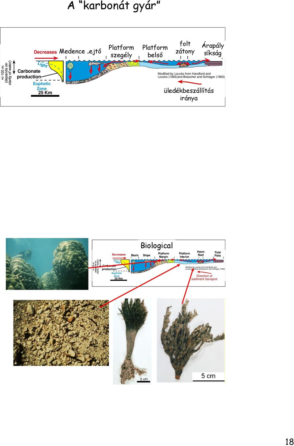 üledékbeszállítás Direction of sediment transport iránya Decreases Basin Biological Slope Platform Margin Platform Interior Patch Reef Tidal Flats
