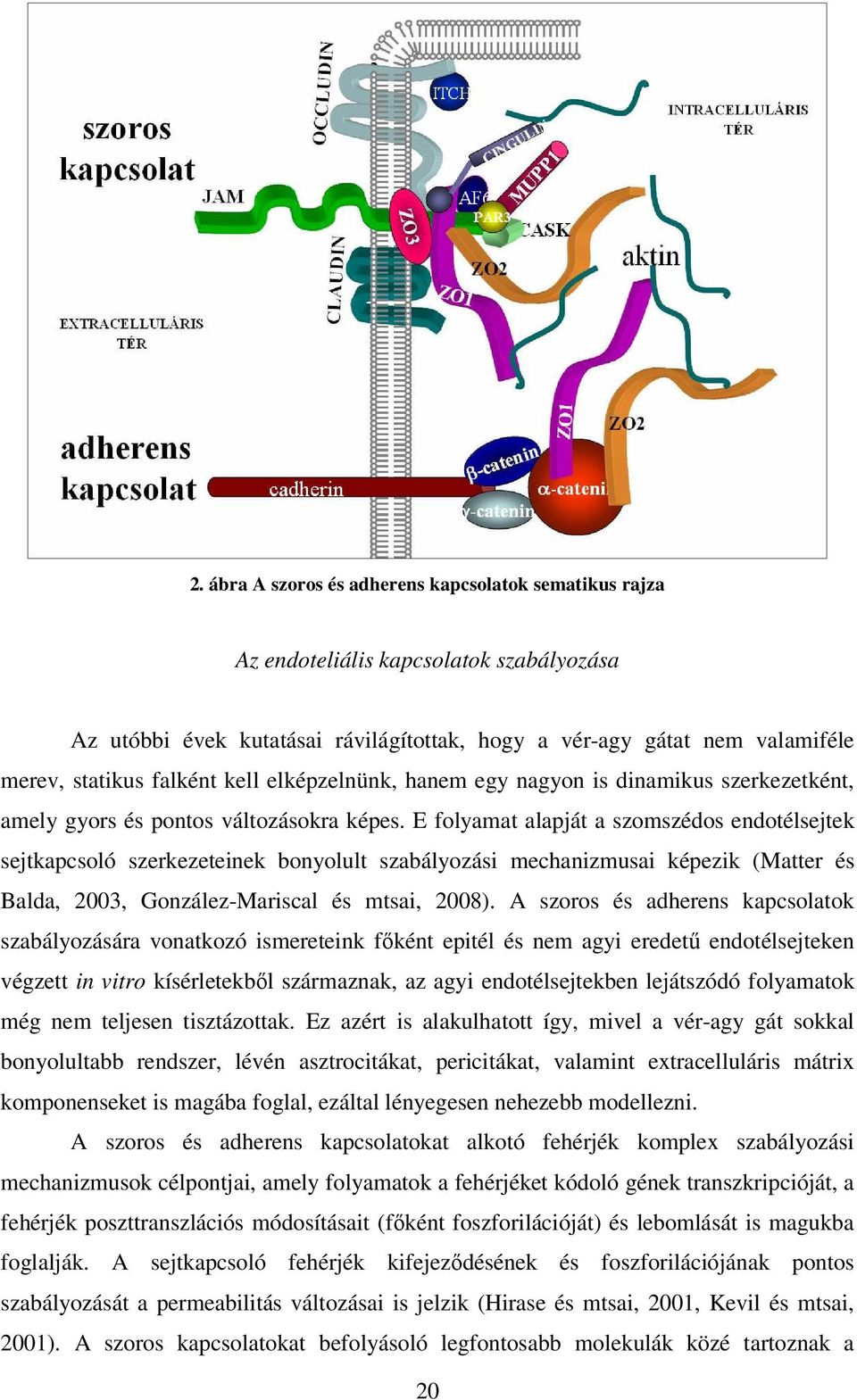 E folyamat alapját a szomszédos endotélsejtek sejtkapcsoló szerkezeteinek bonyolult szabályozási mechanizmusai képezik (Matter és Balda, 2003, González-Mariscal és mtsai, 2008).