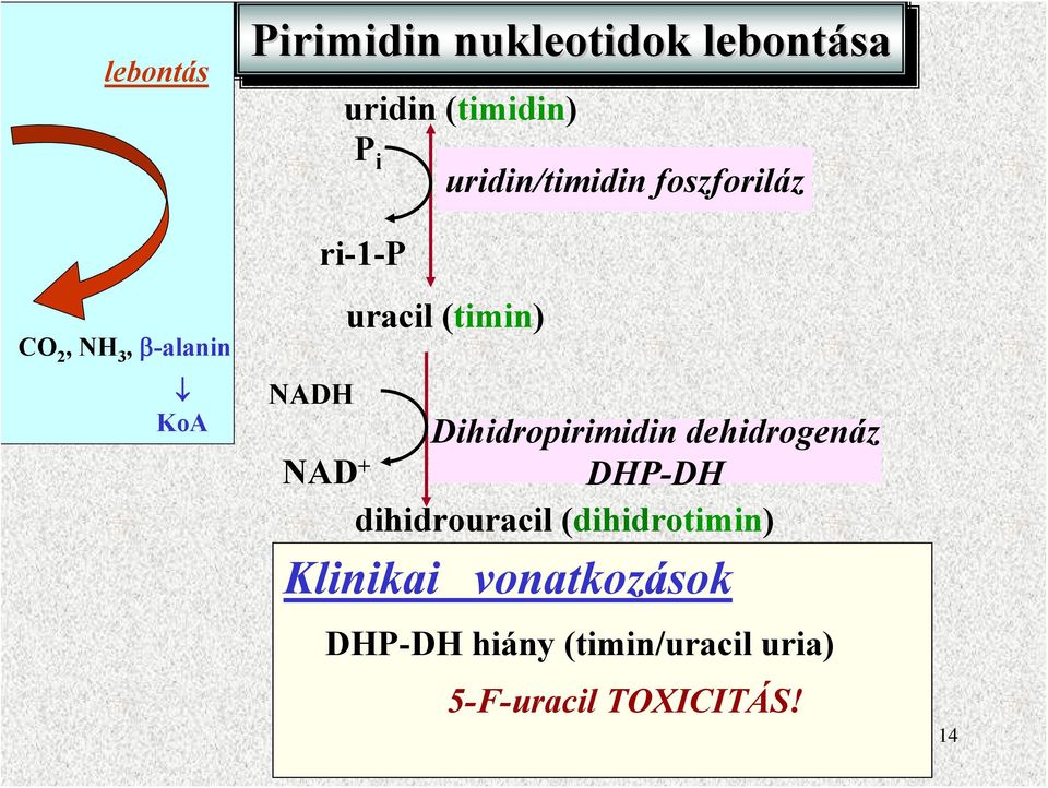 (timin) Dihidropirimidin dehidrogenáz NAD + DHP-DH dihidrouracil