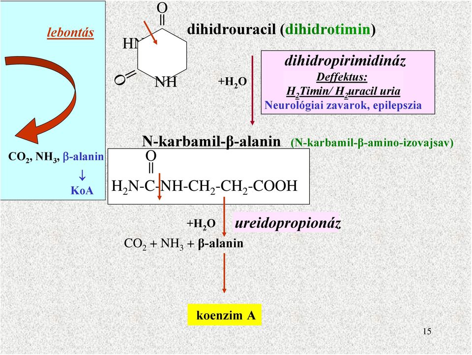 NH 3, β-alanin KoA N-karbamil-β-alanin (N-karbamil-β-amino-izovajsav) O H 2