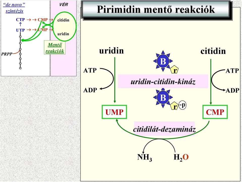 reakciók ATP ADP uridin UMP B r