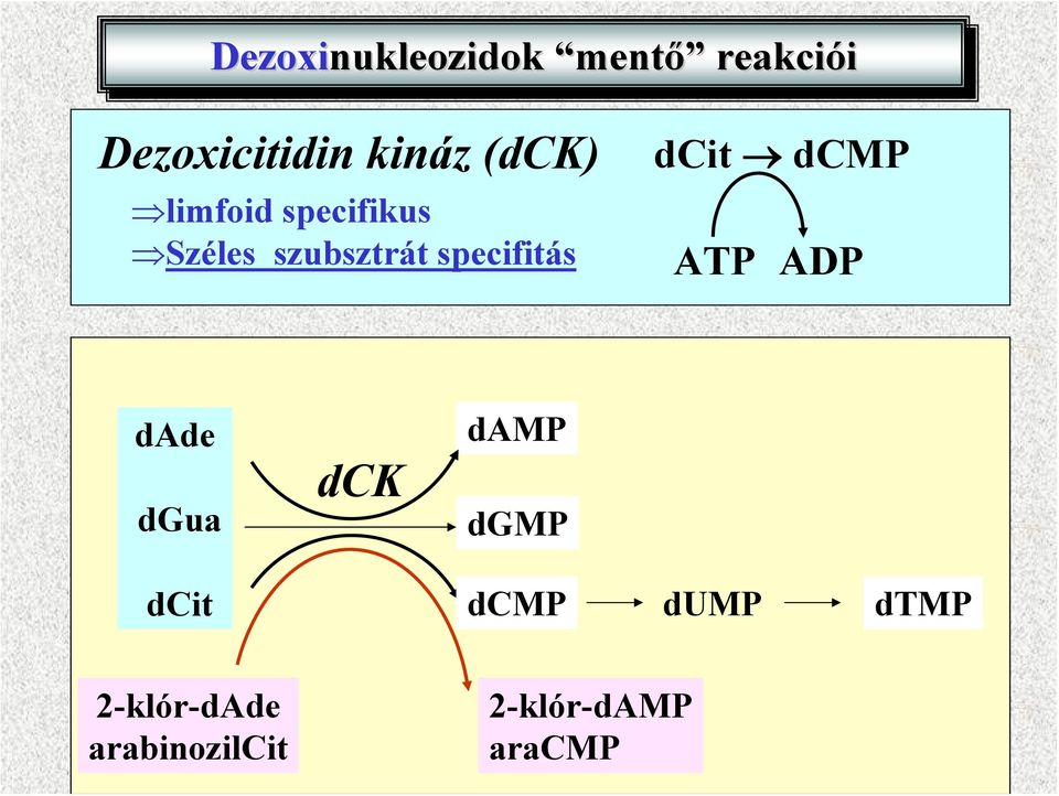 dcit dcmp ATP ADP dade dgua dcit dck damp dgmp dcmp