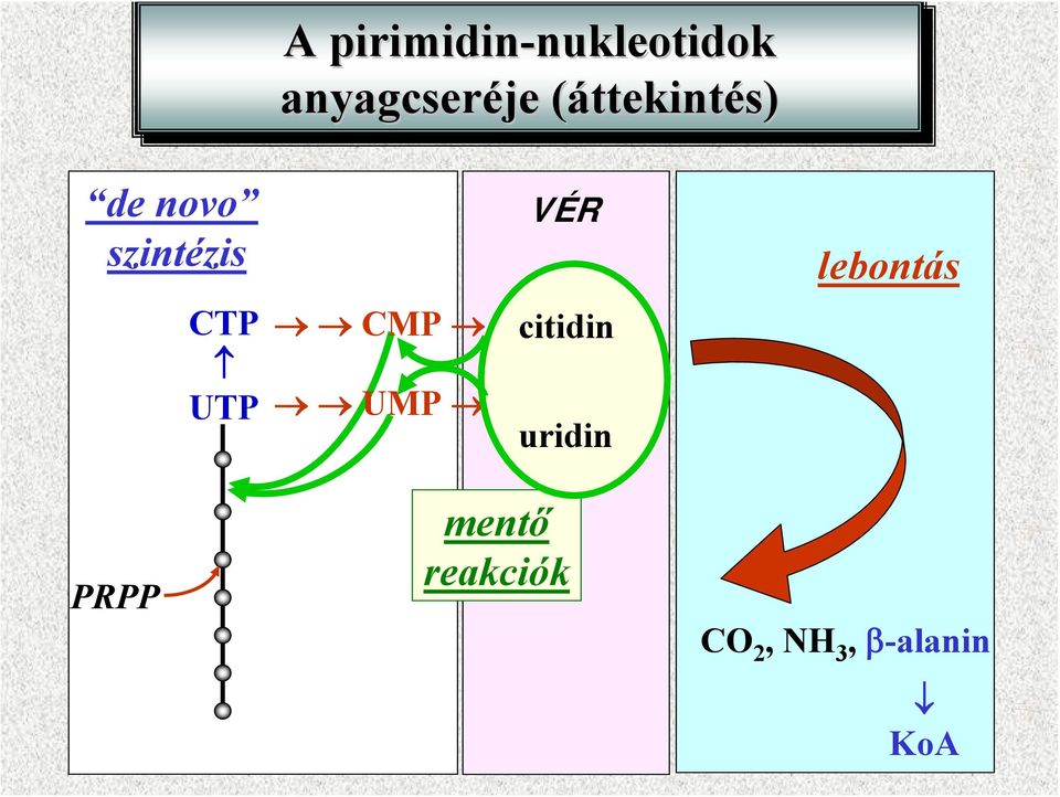 szintézis CTP UTP CMP UMP VÉR citidin