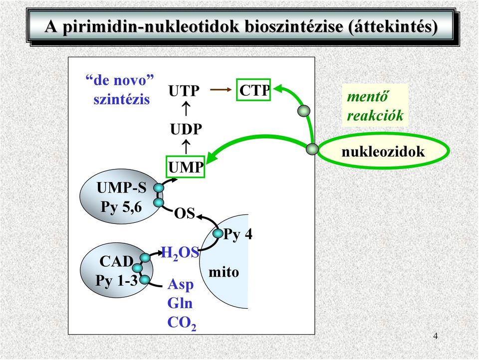 szintézis UMP-S Py 5,6 CAD Py 1-3 UTP UDP UMP