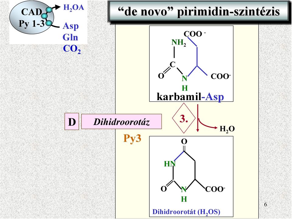 - N H karbamil-asp D Dihidroorotáz Py3 3.
