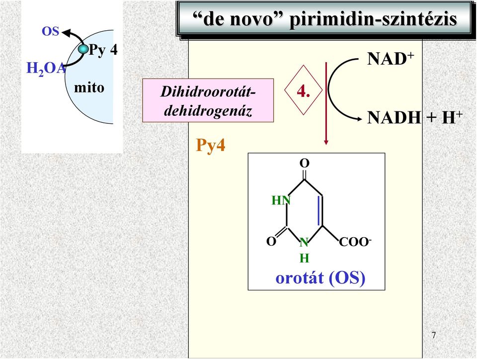 Dihidroorotátdehidrogenáz Py4 4.