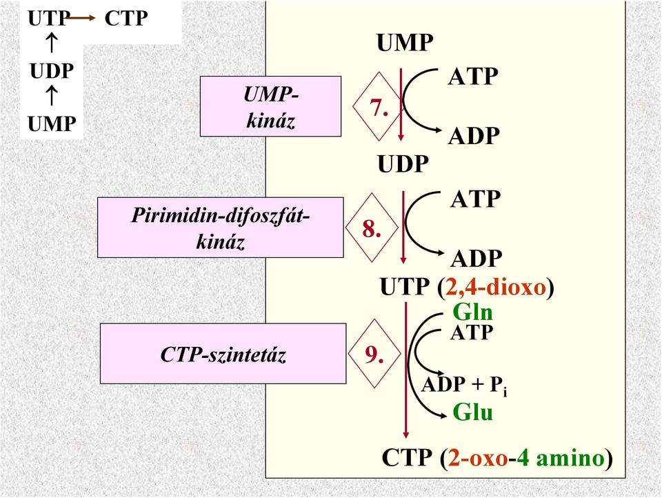 UMP ATP 7. ADP UDP ATP 8.