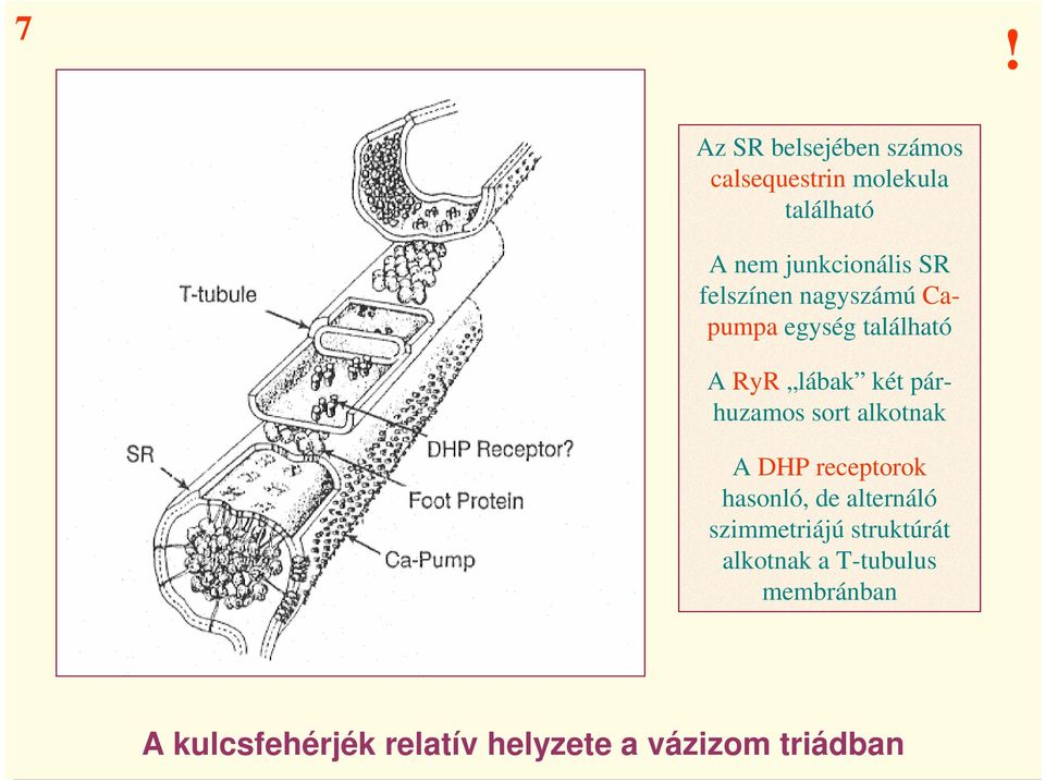 sort alkotnak A DHP receptorok hasonló, de alternáló szimmetriájú struktúrát