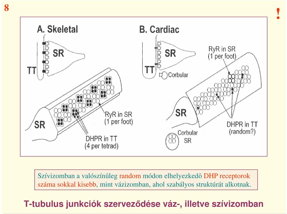 mint vázizomban, ahol szabályos struktúrát