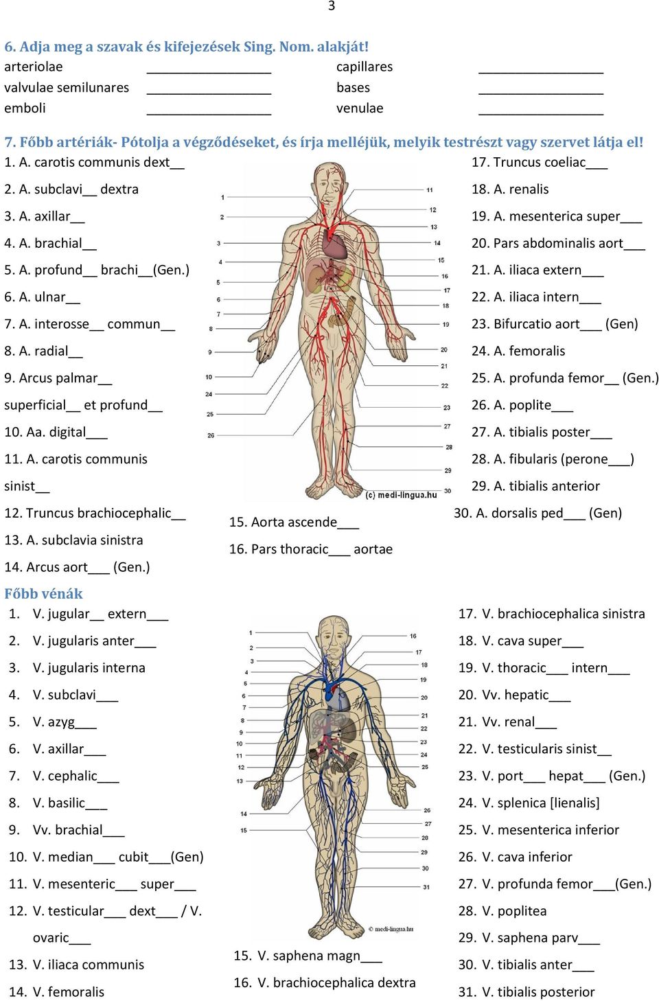 A. profund brachi (Gen.) 6. A. ulnar 7. A. interosse commun 8. A. radial 9. Arcus palmar superficial et profund 10. Aa. digital 11. A. carotis communis sinist 12. Truncus brachiocephalic 13. A. subclavia sinistra 14.