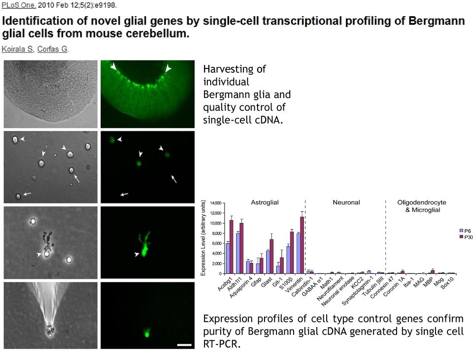 Expression profiles of cell type control genes