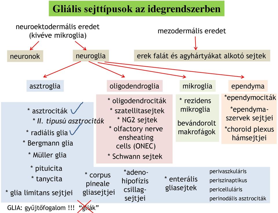 típusú asztrociták * radiális glia * Bergmann glia * oligodendrociták * szatellitasejtek * NG2 sejtek * olfactory nerve ensheating cells (ONEC) * rezidens mikroglia bevándorolt