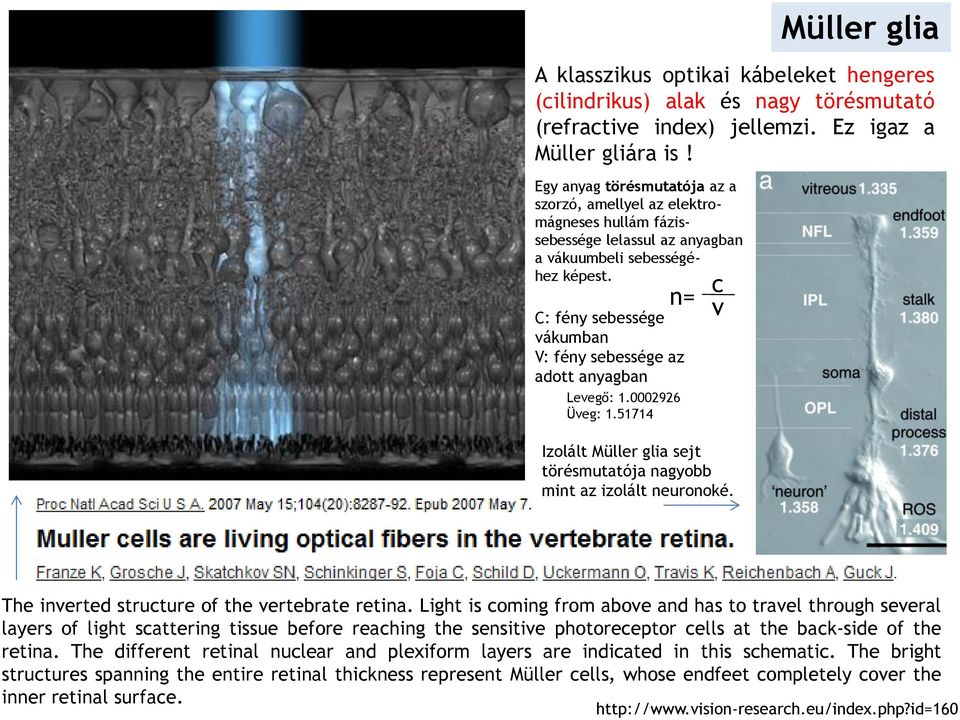 C: fény sebessége vákumban V: fény sebessége az adott anyagban Levegő: 1.0002926 Üveg: 1.51714 n= c v Izolált Müller glia sejt törésmutatója nagyobb mint az izolált neuronoké.