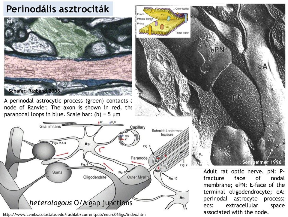 colostate.edu/rashlab/currentpub/neuro06figs/index.htm Sontheimer 1996 Adult rat optic nerve.