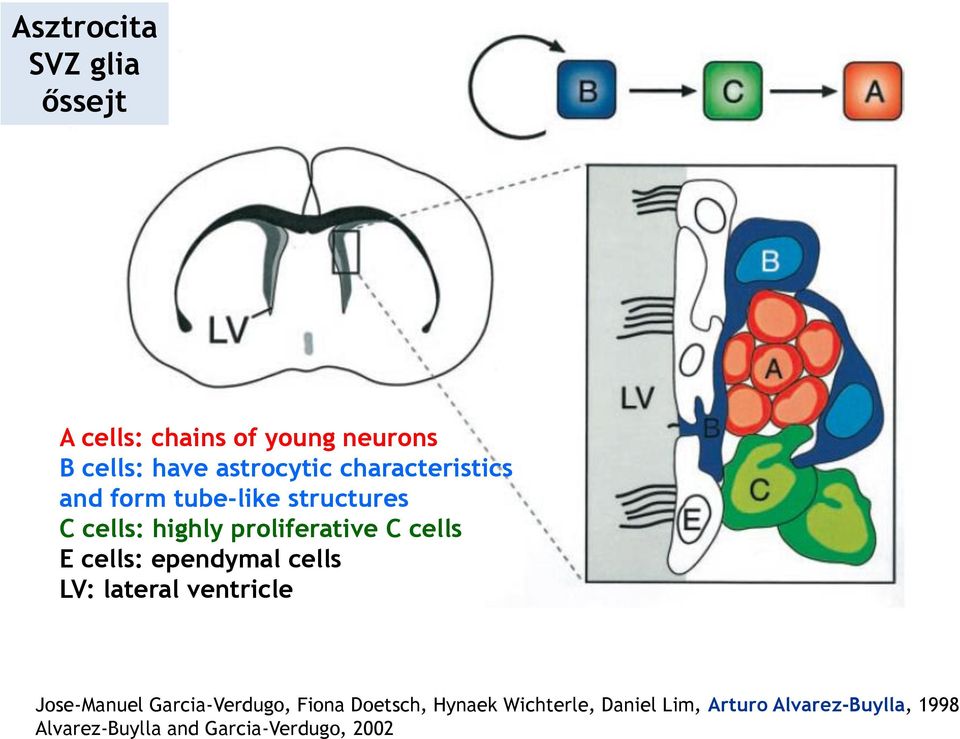 cells: ependymal cells LV: lateral ventricle Jose-Manuel Garcia-Verdugo, Fiona Doetsch,