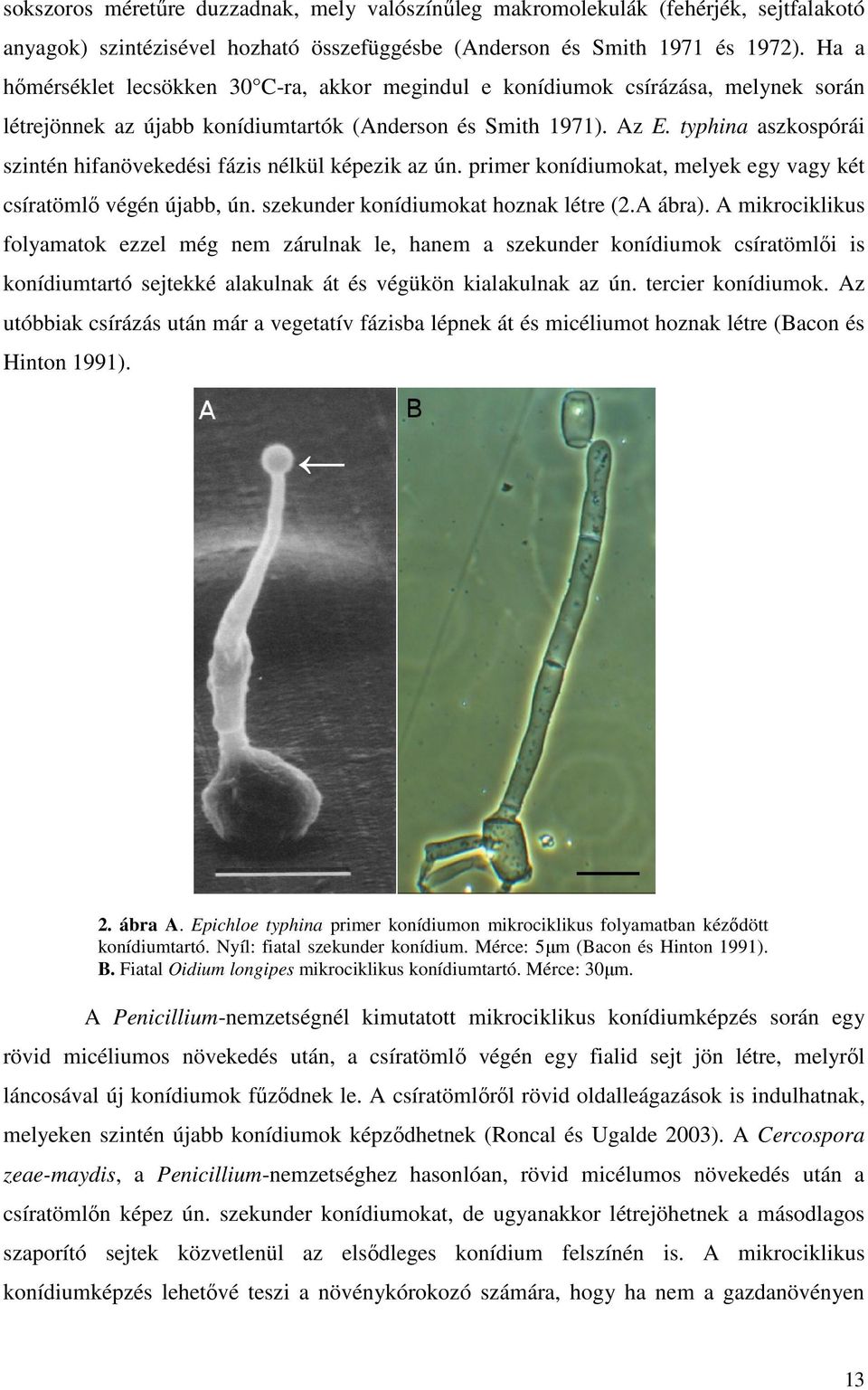 typhina aszkospórái szintén hifanövekedési fázis nélkül képezik az ún. primer konídiumokat, melyek egy vagy két csíratömlő végén újabb, ún. szekunder konídiumokat hoznak létre (2.A ábra).