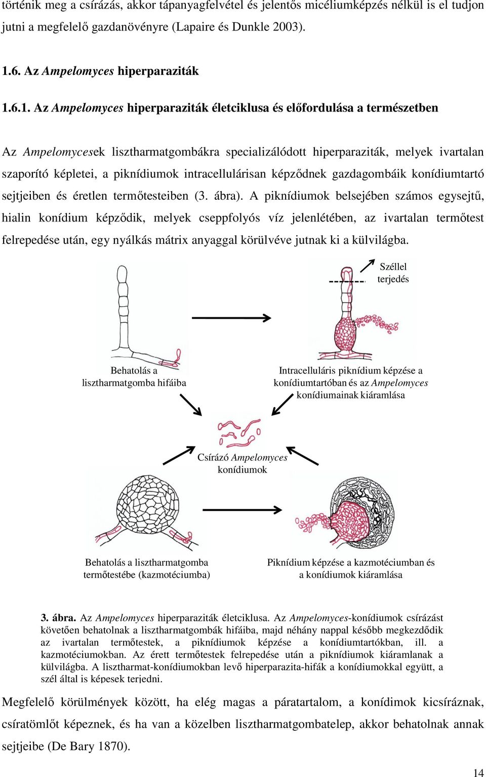 6.1. Az Ampelomyces hiperparaziták életciklusa és előfordulása a természetben Az Ampelomycesek lisztharmatgombákra specializálódott hiperparaziták, melyek ivartalan szaporító képletei, a piknídiumok