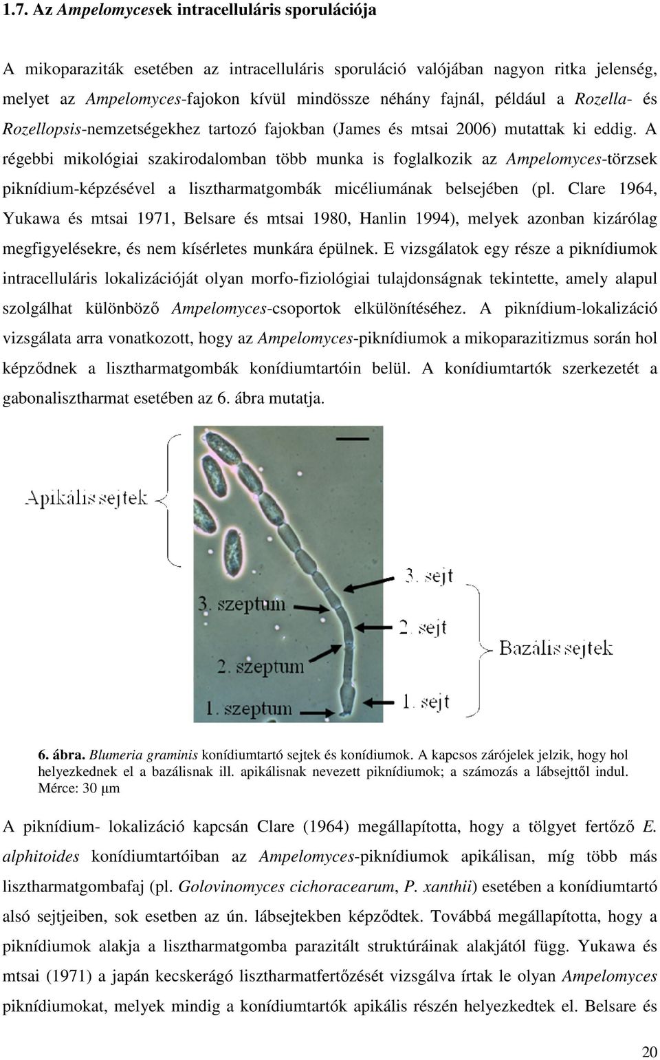 A régebbi mikológiai szakirodalomban több munka is foglalkozik az Ampelomyces-törzsek piknídium-képzésével a lisztharmatgombák micéliumának belsejében (pl.