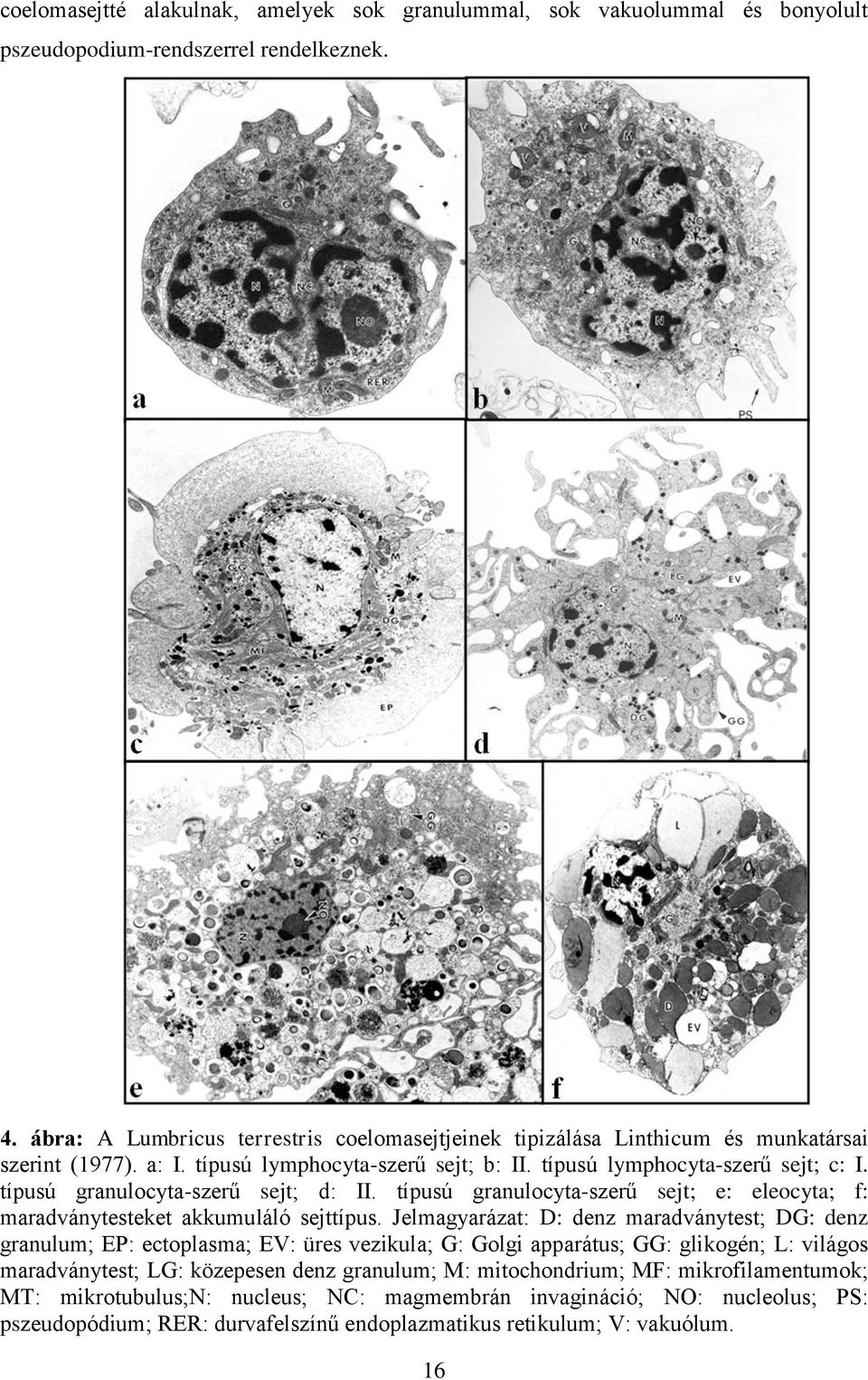 típusú granulocyta-szerű sejt; d: II. típusú granulocyta-szerű sejt; e: eleocyta; f: maradványtesteket akkumuláló sejttípus.