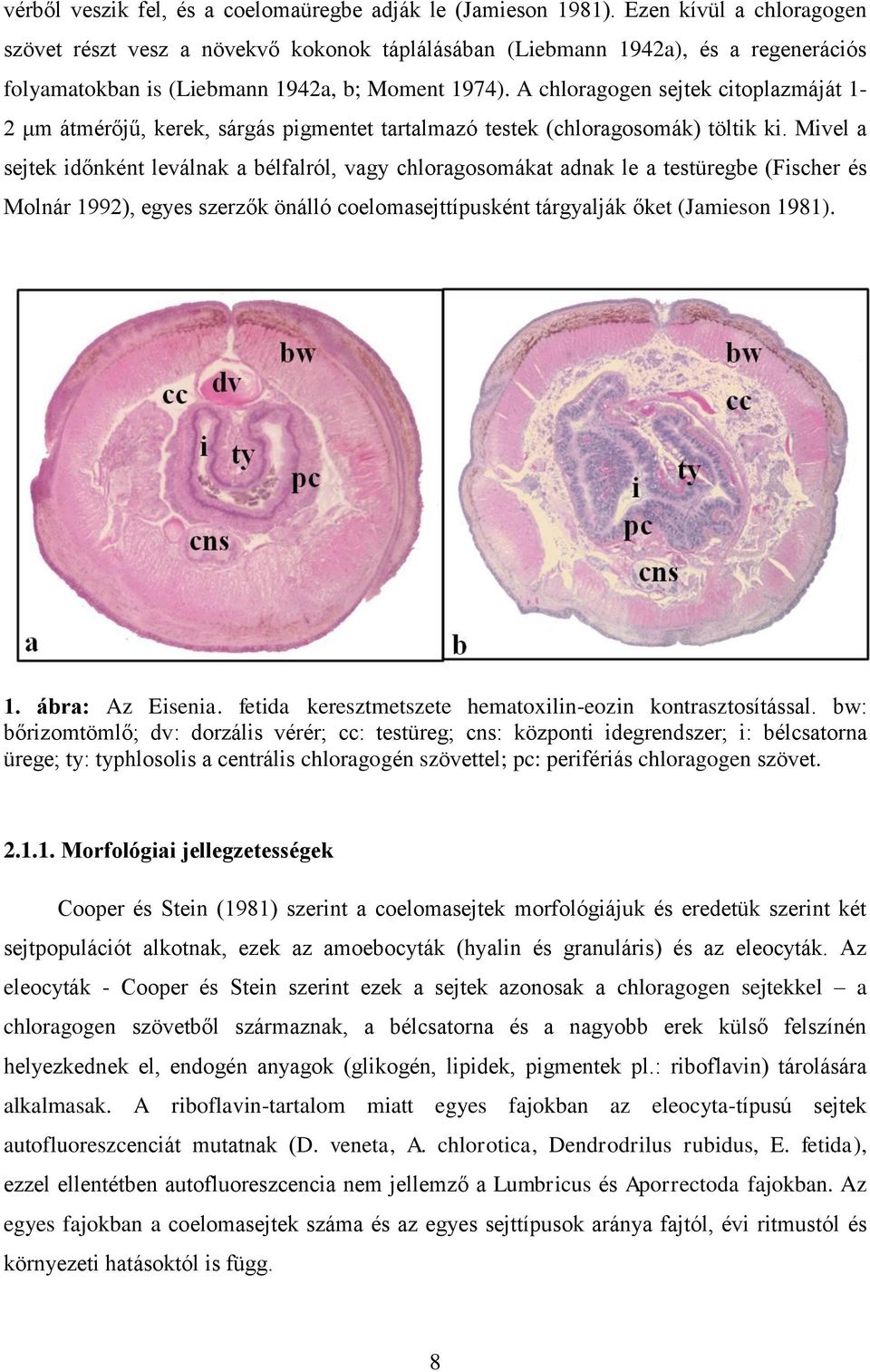 A chloragogen sejtek citoplazmáját 1-2 μm átmérőjű, kerek, sárgás pigmentet tartalmazó testek (chloragosomák) töltik ki.