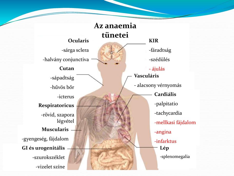 -szurokszéklet -vizelet színe Az anaemia tünetei KIR -fáradtság -szédülés - ájulás Vasculáris