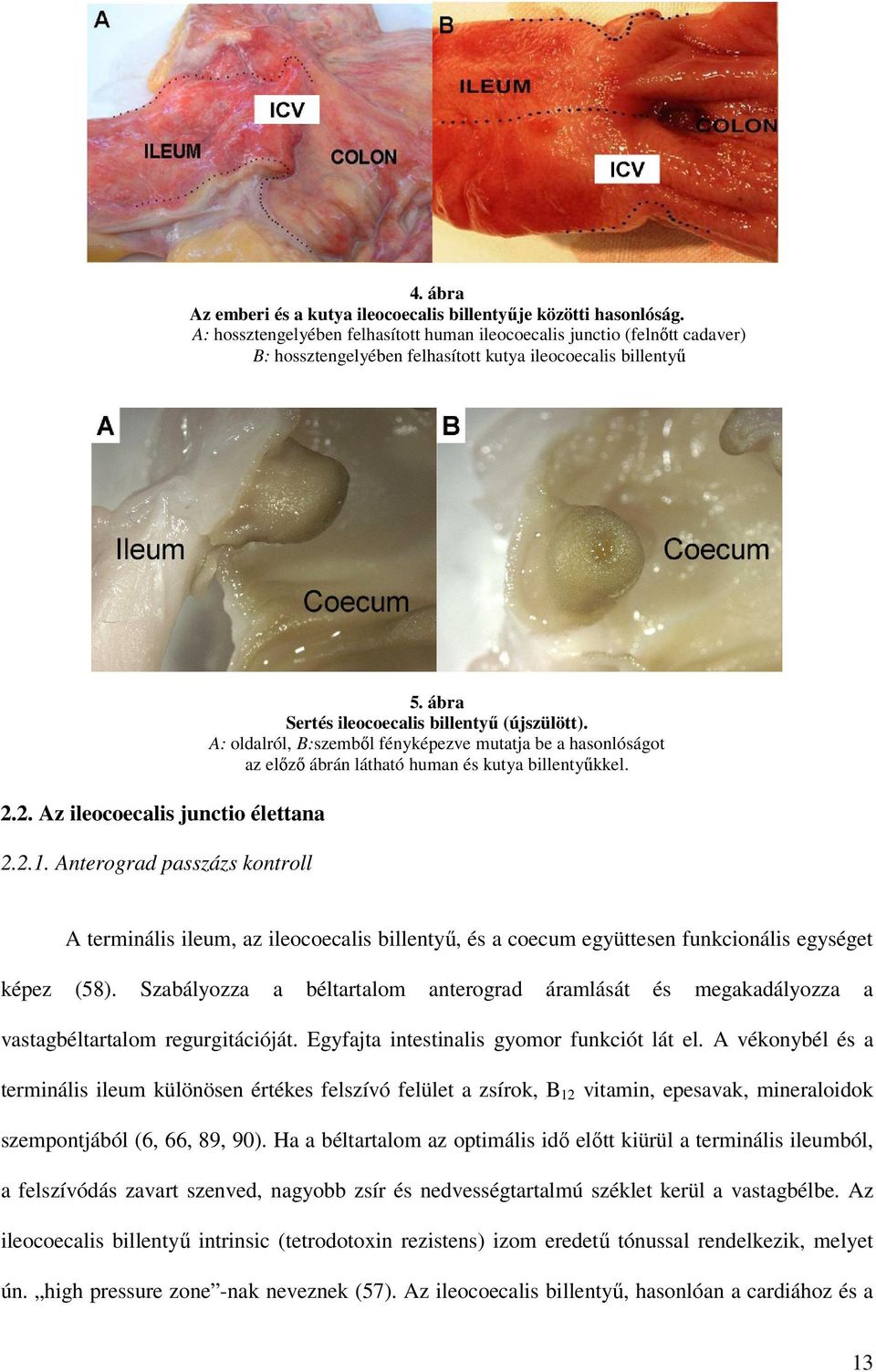 Anterograd passzázs kontroll 5. ábra Sertés ileocoecalis billentyő (újszülött). A: oldalról, B:szembıl fényképezve mutatja be a hasonlóságot az elızı ábrán látható human és kutya billentyőkkel.