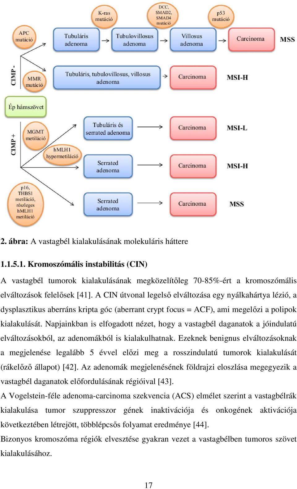 Napjainkban is elfogadott nézet, hogy a vastagbél daganatok a jóindulatú elváltozásokból, az adenomákból is kialakulhatnak.