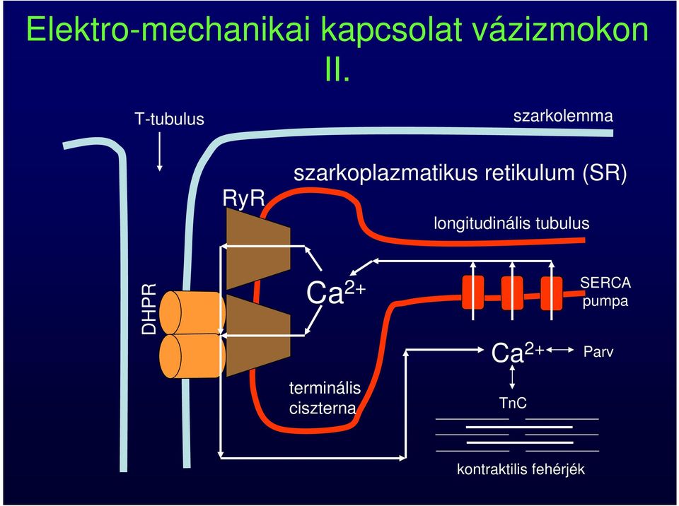 retikulum (SR) longitudinális tubulus DHPR Ca 2+ Ca