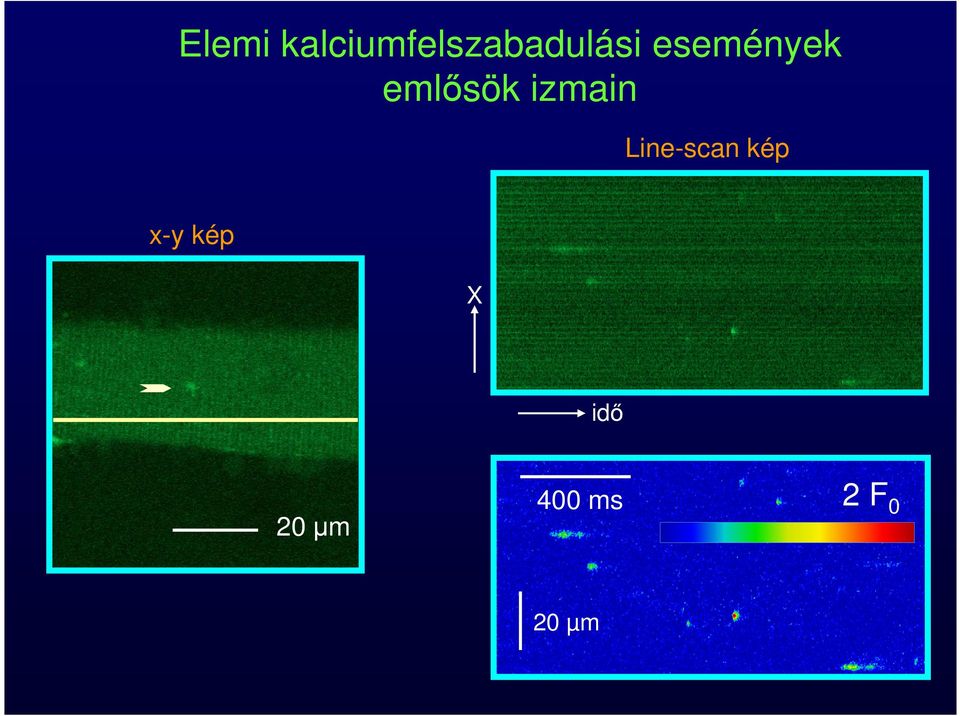 események emlősök izmain