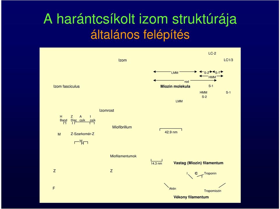 Band Z Disc A csík I csík M Z-Szarkomér-Z Miofibrillum 42.