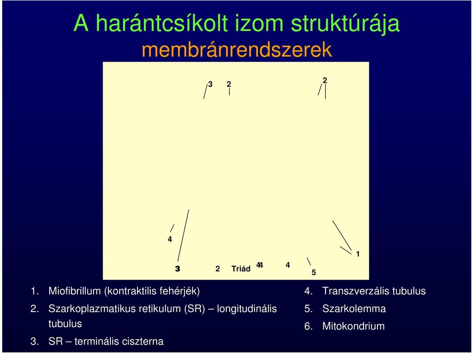 Szarkoplazmatikus retikulum (SR) longitudinális tubulus 3.