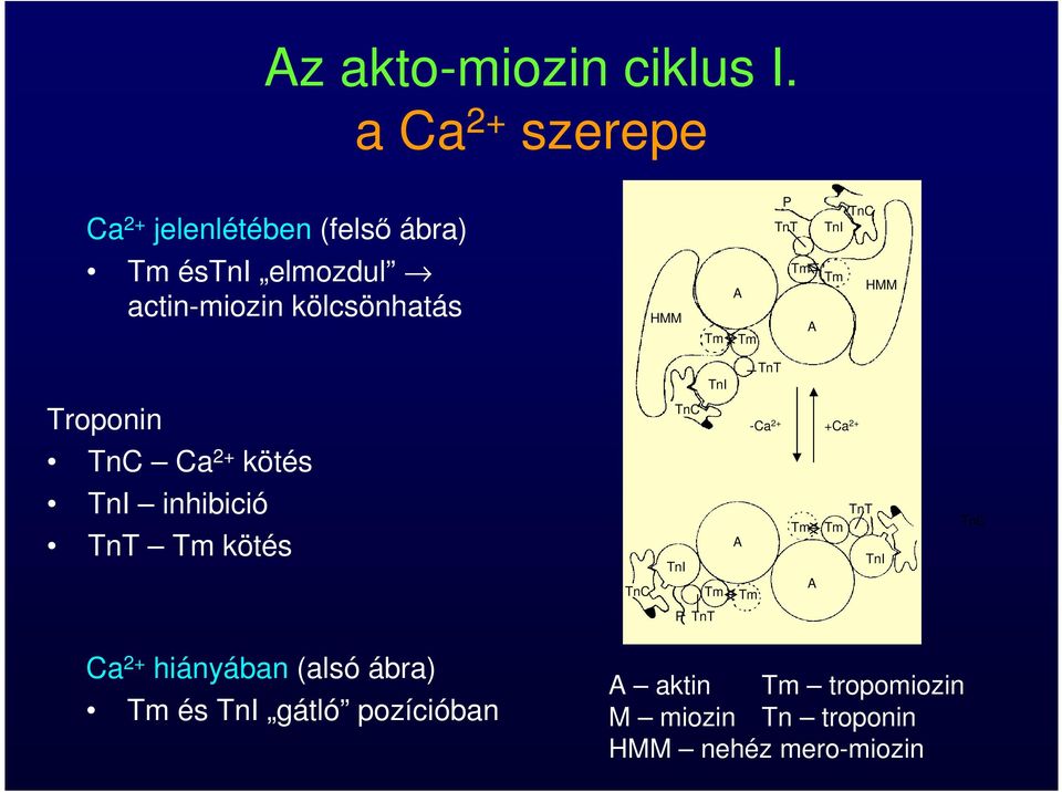 A Tm P TnT Tm A TnC TnI Tm HMM Troponin TnC Ca 2+ kötés TnI inhibició TnT Tm kötés TnC TnI TnC TnI