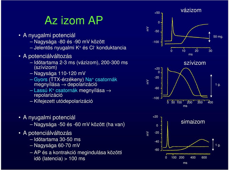 utódepolarizáció mv mv -50-100 +20 0-20 -60-100 0 10 20 30 ms szívizom 0 50 100 200 300 400 ms 50 mg. 1 g.