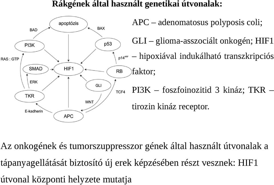 foszfoinozitid 3 kináz; TKR tirozin kináz receptor.