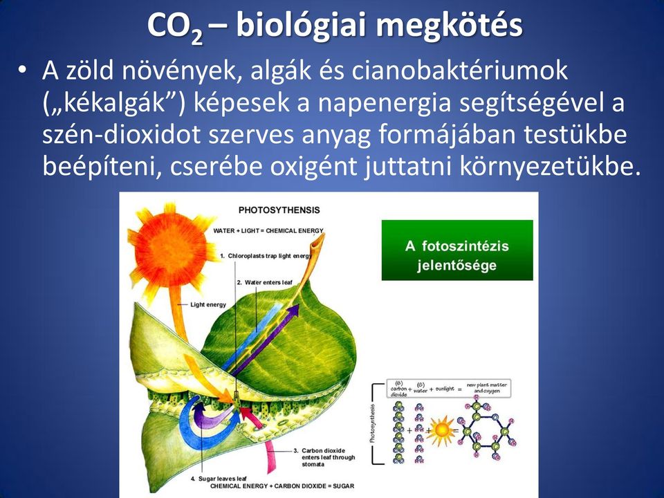 segítségével a szén-dioxidot szerves anyag formájában