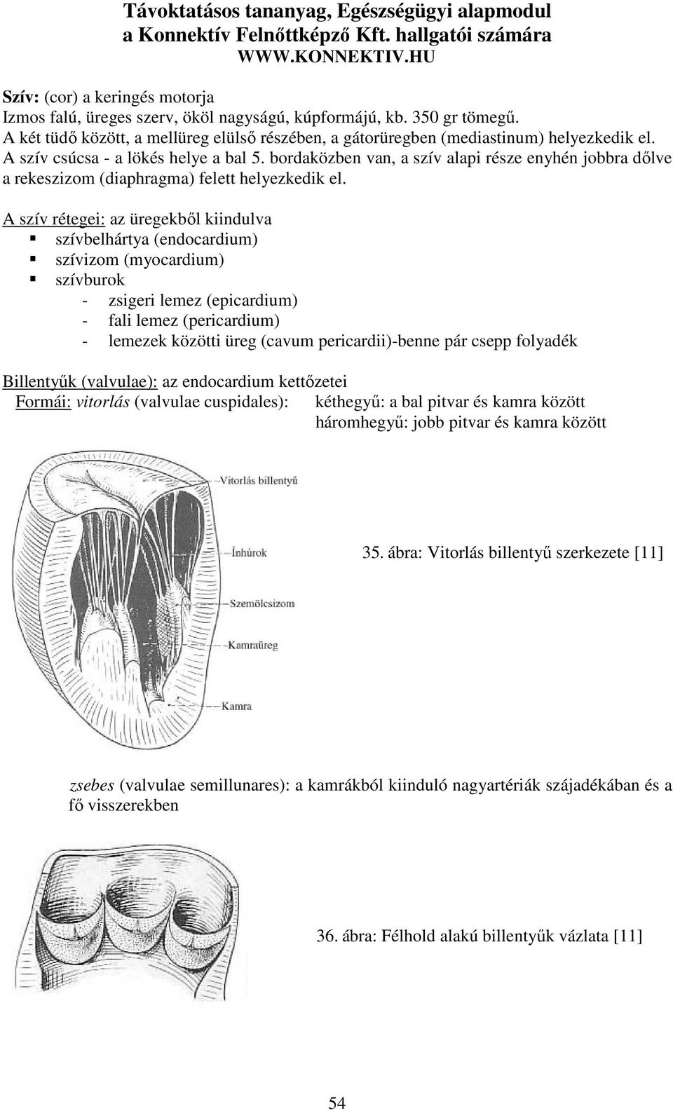 A szív rétegei: az üregekből kiindulva szívbelhártya (endocardium) szívizom (myocardium) szívburok - zsigeri lemez (epicardium) - fali lemez (pericardium) - lemezek közötti üreg (cavum