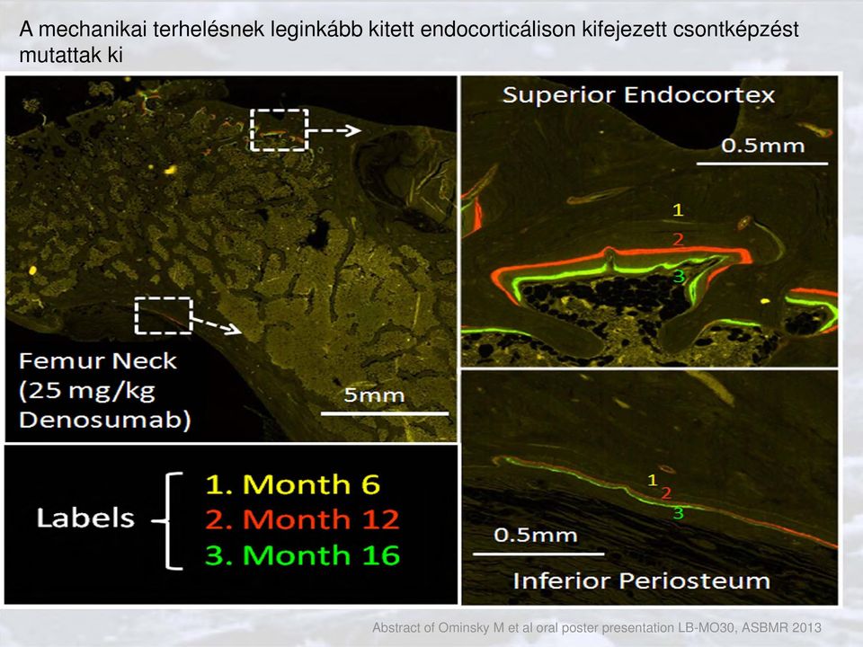 mutattak ki Abstract of Ominsky M et al