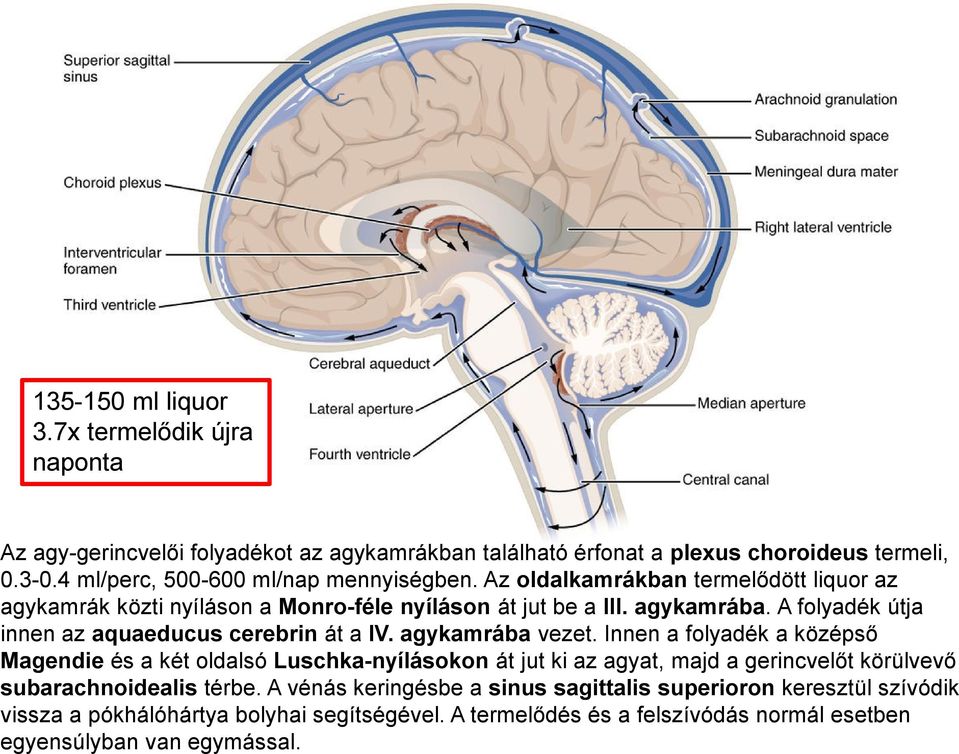 A folyadék útja innen az aquaeducus cerebrin át a IV. agykamrába vezet.